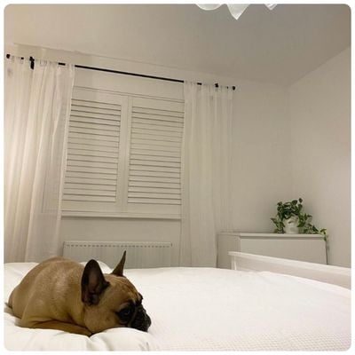 A French bulldog laid on a white bed infant of a window with white wooden shutters
