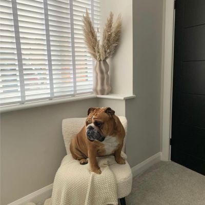 A bulldog sat in front of a window with white, taped wooden blinds