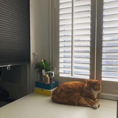 Ginger cat sat in front of a window with white wooden shutters