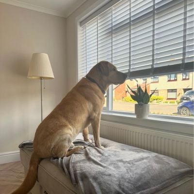 A dog looking out of a window with white wooden Venetian blinds