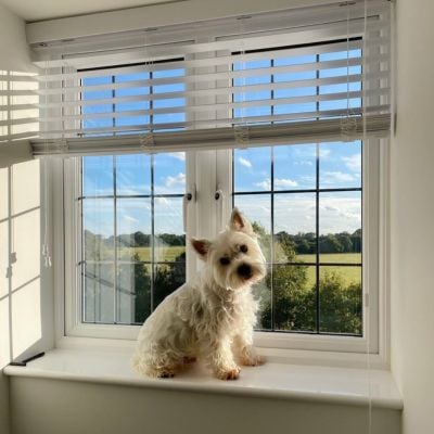 A white dog sat on a windowsill with white wooden blinds