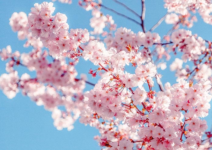 A beautiful pink Sakura Tree