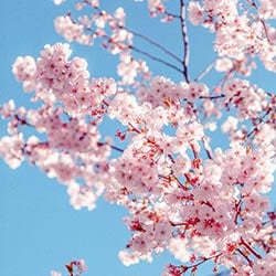 A beautiful pink Sakura Tree